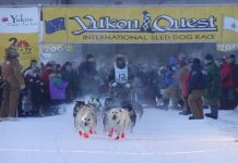 Yukon Quest 2003: Ein Blick auf die Musher Yukon Quest 2002 (c) YQ