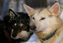 Größtes Teilnehmerfeld beim Junior Yukon Quest Yukon Quest Hunde (c) Carsten Thies