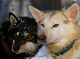 Größtes Teilnehmerfeld beim Junior Yukon Quest Yukon Quest Hunde (c) Carsten Thies
