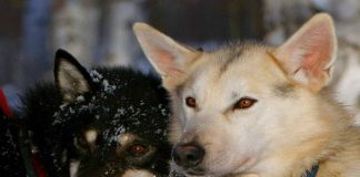 Pai gewinnt YQY175 – Michelle Philips führt beim YQY450 Yukon Quest Hunde (c) Carsten Thies