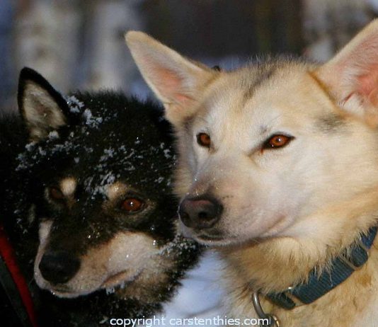 Größtes Teilnehmerfeld beim Junior Yukon Quest Yukon Quest Hunde (c) Carsten Thies