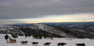 Mehrere Aufgaben – Sass und Burke in Circle Yukon Quest (c) Carsten Thies / Yukon Quest