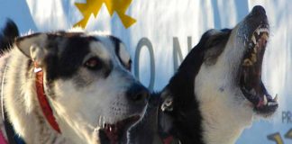 Ort und Startzeit für das Yukon Quest (Yukon) 2024 geändert YukonQuest (c) Chris Winkler / Yukon Quest