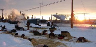 Trailverkürzungen beim YQ450 (Yukon) Pelly Crossing (c) Chris Winkler / Yukon Quest