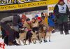 Start der Yukon Quest Alaska Rennen 2025 Yukon Quest Start (c) Yukon Quest