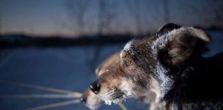 Alle Teams im Ziel – Yukon Quest Alaska Rennen beendet Yukon Quest Hunde (c) Rick Massie, Yukon Quest