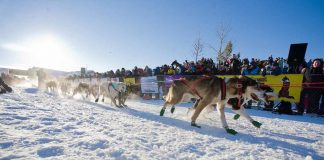 Start bei eisigen Temperaturen Yukonquest (c) Yukon Quest