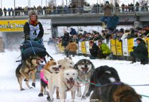 Josi Shelley gewinnt den Yukon Quest Alaska Yukon Quest (c) Carsten Thies