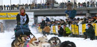 Yukon Quest Alaska 2025: 550 Meilen Rennen nach Tok Yukon Quest (c) Carsten Thies
