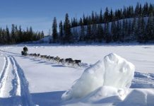 Vor dem Start des Yukon Quest Alaska 2025 Yukon Quest (c) Yukon Quest