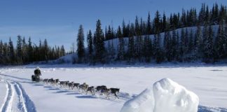 Vor dem Start des Yukon Quest Alaska 2025 Yukon Quest (c) Yukon Quest