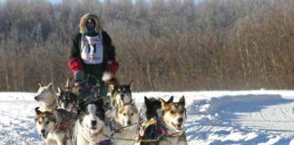 Yukon Quest Yukon 2025 auch mit neuen Regeln Yukon Quest (c) Yukon Quest