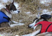 Mackeys scheiden aus – Deeter auf dem Weg nach Chicken Yukon Quest (c) Yukon Quest / Carsten Thies