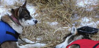 Mackeys scheiden aus – Deeter auf dem Weg nach Chicken Yukon Quest (c) Yukon Quest / Carsten Thies