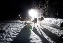 Yukon Quest Yukon: 100 Meilen Rennen geplant Braeburn (c) Yukon Quest / RIck Massie