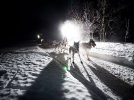 Yukon Quest Yukon: 100 Meilen Rennen geplant Braeburn (c) Yukon Quest / RIck Massie